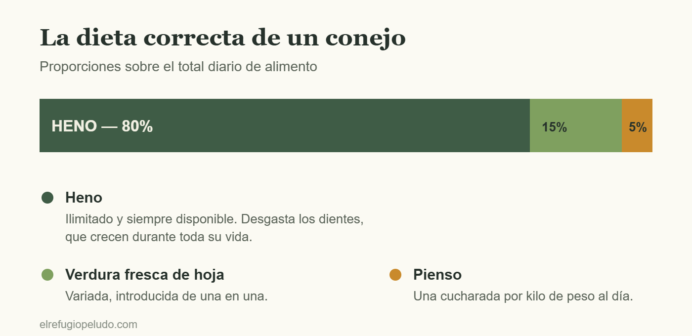 Diagrama de la dieta del conejo: 80% heno, 15% verdura fresca y 5% pienso