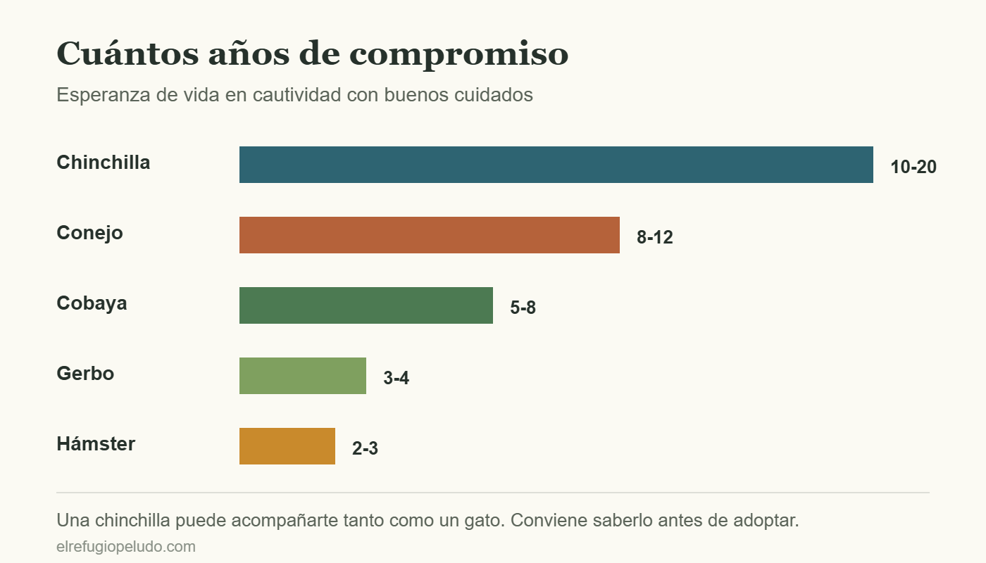 Gráfico comparativo de la esperanza de vida de chinchilla, conejo, cobaya, gerbo y hámster