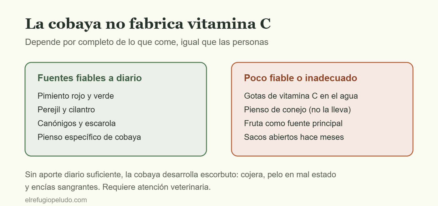 Fuentes fiables y no fiables de vitamina C para cobayas